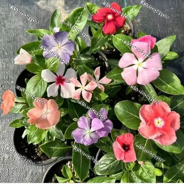 台灣現貨 長春花種子（500粒）爆款四季易種花卉種子 四季長春花 花期長開花爆滿盆耐熱耐旱花卉好種養發芽率高