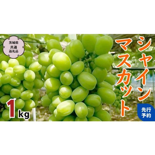 ふるさと納税 茨城県 桜川市  シャインマスカット 1kg (茨城県共通返礼品 石岡市) マスカット フルーツ 果物 [DC008sa]