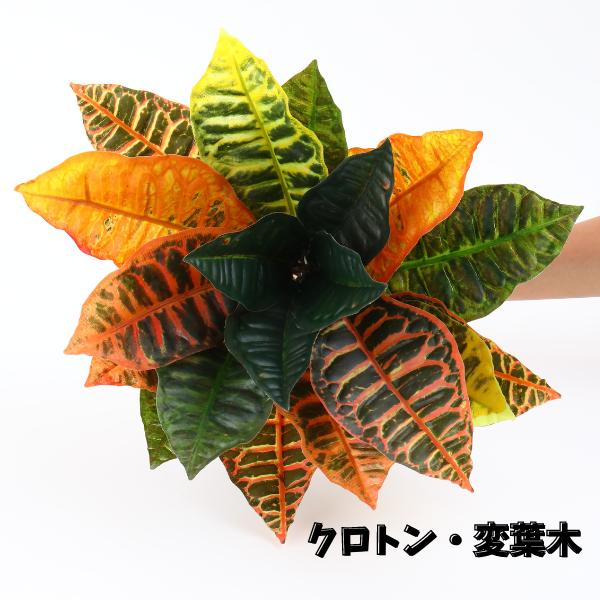 クロトン ヘンヨウボク(変葉木) MIXカラー L 観葉植物