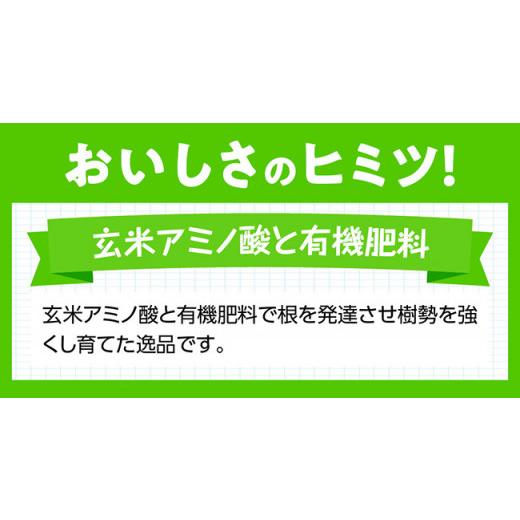 ふるさと納税 宮崎県 川南町 宮崎県産完熟マンゴー「果実の宝石」２Ｌ×３玉【 果物 フルーツ マンゴー 宮崎県産 みやざきマンゴー 先行予約 …