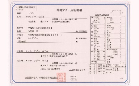 沖縄県産　金アグー　肉餃子　まんぷく　36個入り　12個×3パック