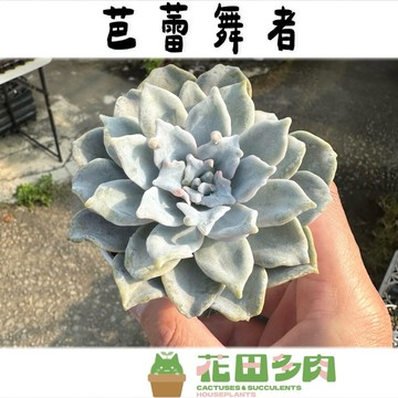 《花田多肉》🌵【芭蕾舞者】3吋盆  多肉植物/仙人掌/戶外植物/景天科