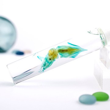 透明標本 魷魚 透抽 標本 台灣海洋生物