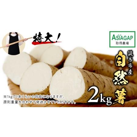 ふるさと納税 先行予約 自然薯 2kg じねんじょ とろろ 山菜 [DD003ci] 茨城県筑西市