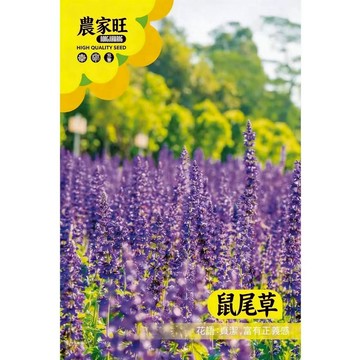 【原廠包裝】鼠尾草種子(Sage) 1克裝 食用香草植物 廚房香料泡茶聖品 好種療癒盆栽 驅蟲淨化 西餐料理必備