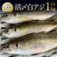 日向灘獲れ！活〆 「 白アジ 」 １kg  宮崎県川南町