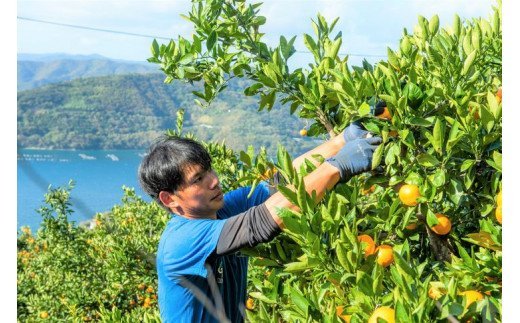  産地直送！愛媛県産柑橘≪柑橘 みかん ギフト≫