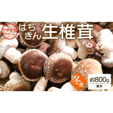 ふるさと納税 やまももファーム椎茸 冬菌はちきん生椎茸(菌床)約800g しいたけ きのこ キノコ 野菜 国産 yo-0013 高知県香南市