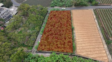 名間1.7分正6米路全平坦漂亮農地｜南投縣名間鄉新南段