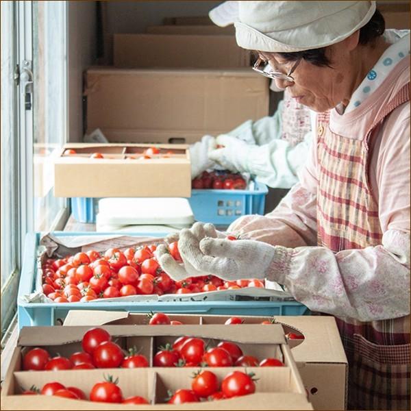 北海道産 南幌町 ミニトマト 1kg (ラブリー藍orアイコ) トマト 残暑見舞い ギフト プレゼント 自宅用 家庭用 人気 野菜 グルメ 送料無料 お取り寄せ