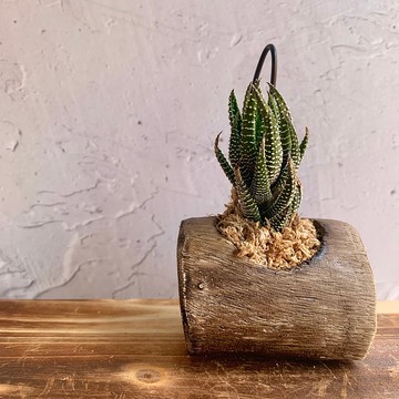 手工木作設計 盆栽擺飾 多肉植物 十二之卷