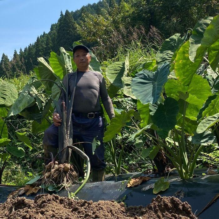 里芋5kg　有機栽培 産地直送 農家直送 熊本野菜