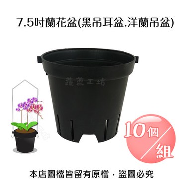 7.5吋蘭花盆(黑吊耳盆.洋蘭吊盆)10個/組