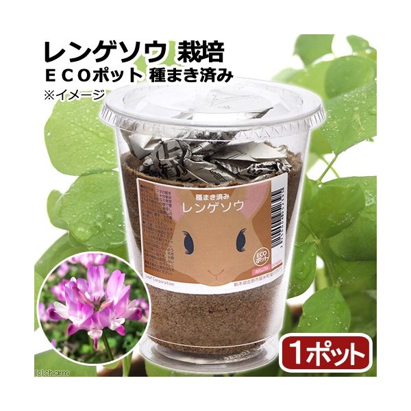 観葉植物 種まき済み レンゲソウ栽培 ｅｃｏポット １ポット 通販 Lineポイント最大0 5 Get Lineショッピング