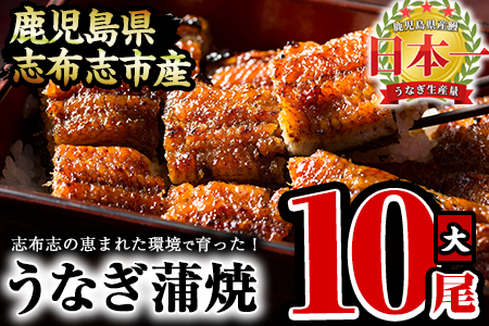 うなぎの大楠＜大＞10尾セット計1.5kg(150g×10) f7-001