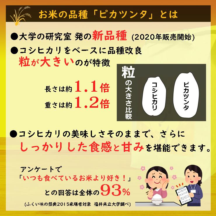 新米 米 20kg 5kg×4袋 ピカツンタ 福井県産 白米 令和5年産 送料無料