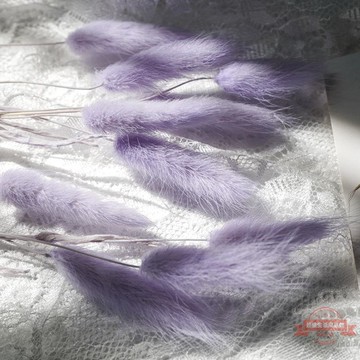 狗尾巴草干花彩色兔尾草花束家居裝飾擺件真花森林系文藝插花批發