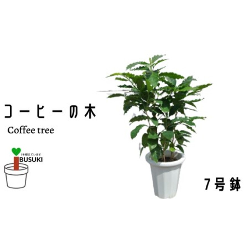 4月上旬～発送【観葉植物】コーヒーの木65cm～85cm(Green Base/014