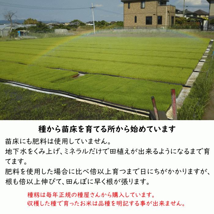 無農薬 無肥料 発芽前玄米10Kg 福岡県産 令和5年度産 元気つくし 0.5分づき米 発芽玄米 筑後久保農園 自然栽培米