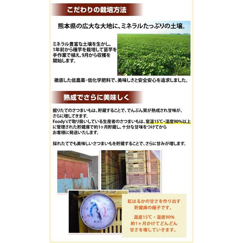 紅はるか さつまいも 10kg 熊本県産 サツマイモ 紅蜜芋