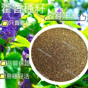 台灣現貨 藿香種子（500粒）四季香草 盆栽庭院  驅蟲植物 陽台盆栽 泡茶養生 新鮮易種 快速發芽 新手易種植種子