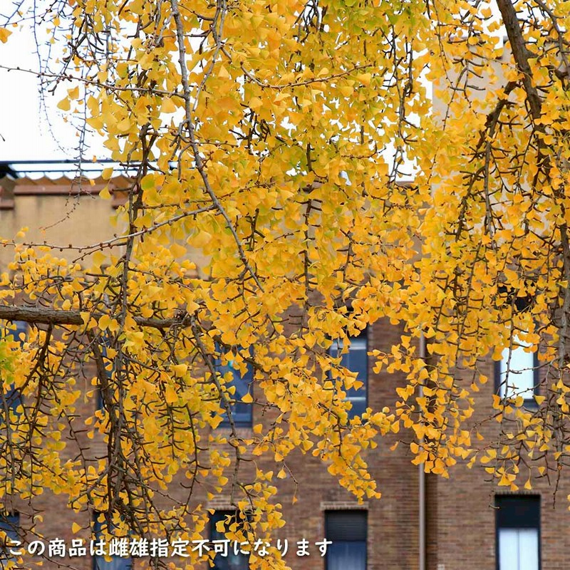 イチョウ 1m 15cmポット 苗 | LINEブランドカタログ