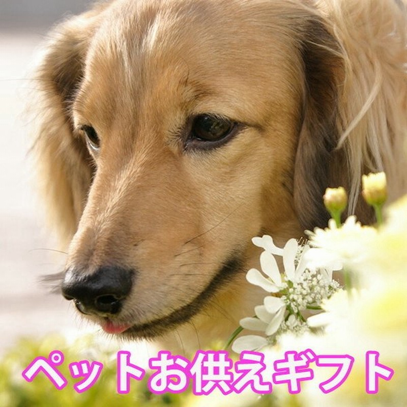 ペット お供え 花 仏具 お供え花 ペットお供えセットプリザ 犬 猫 お悔やみ 花 供養 プリザーブドフラワー お盆 お彼岸 お正月 花ギフト 通販 Lineポイント最大0 5 Get Lineショッピング