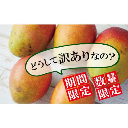 ふるさと納税 アップルマンゴー（約2kg） 沖縄県読谷村