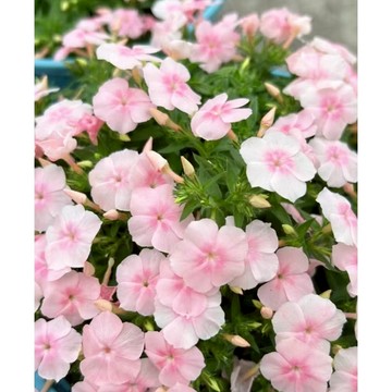 台灣現貨現發 粒粒精選福祿考花種子 盆栽庭院 從生花卉種子 開花宿根 多年生 多色可選