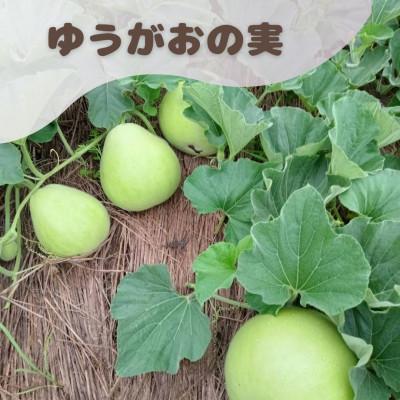 ふるさと納税 下野市 下野ブランド　下野市産かんぴょう　約500g