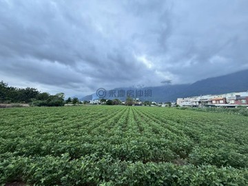 花蓮新城康樂段1747花生田園美農地｜花蓮縣新城鄉康樂