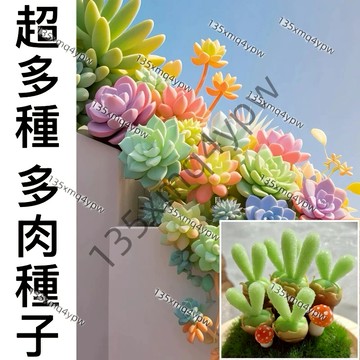 現貨現發  【多肉種子】（100粒）四季種植 超可愛多肉植物種子生石花 屁屁花 吸財樹 小兔子超高發芽率 觀賞花卉種子