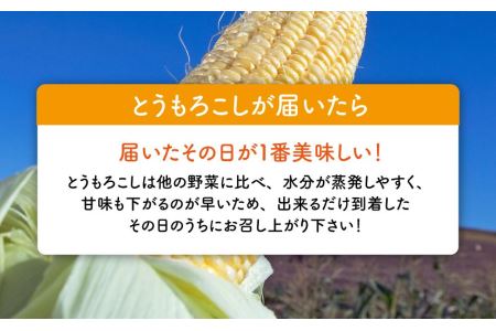 黄金色で大粒 ゴールドラッシュ 12本 4.8kg (2024年8月下旬～発送開始予定)