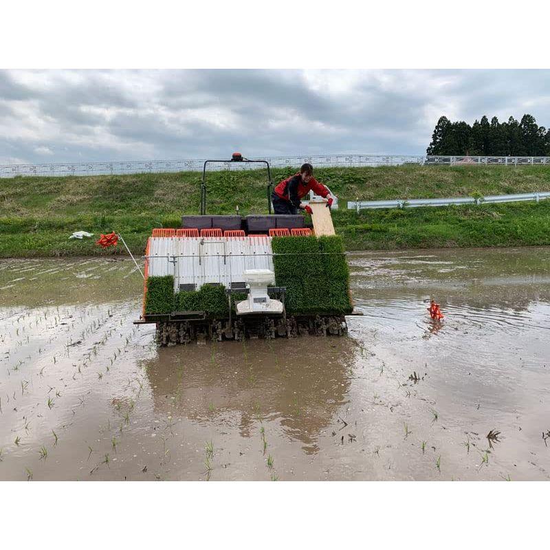 水菜土農園精米新潟県産 こしひかり 30kg (5kg×6袋) 古代米お試し袋付き