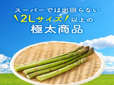 岩木山高原の極太アスパラガス！約1kg（2L以上）青森県鰺ヶ沢町産