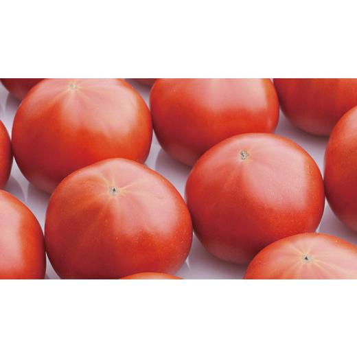 ふるさと納税 茨城県 桜川市 《2024年2月上旬発送開始》フルーツトマト 大箱 約2.6kg×3回 お届け！ 糖度7度以上 フルーツトマト トマト とまと 野…