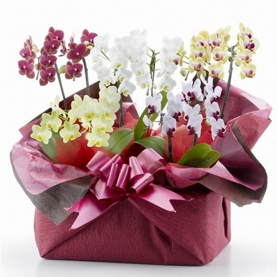 胡蝶蘭 ミックス 10本立ち 豪華 可愛い メモリアルギフト 御祝い 開業祝い 就任祝い 花 アレンジ 鉢植え 幸福 清純 愛情 とりわけ 通販 Lineポイント最大get Lineショッピング