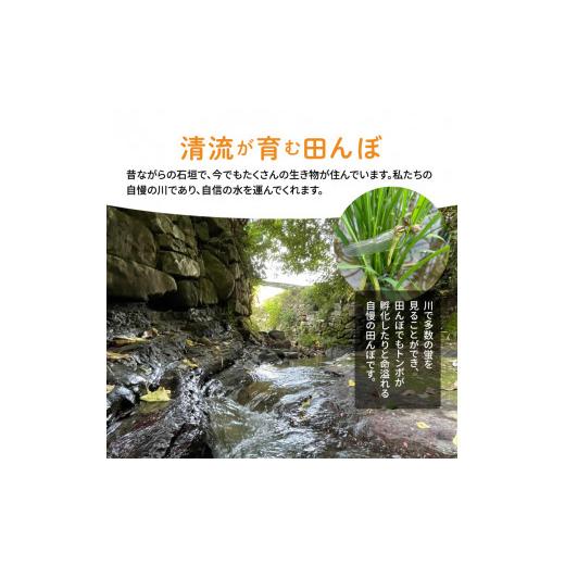 ふるさと納税 熊本県 天草市 S108-004_熊本県天草産　天草の大地の恵み　新米コシヒカリ12kg〈令和5年産〉