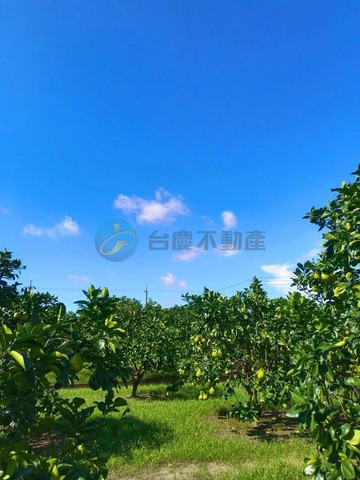 麻豆安東段2.58分老欉柚子一般農地｜台南市麻豆區安東段