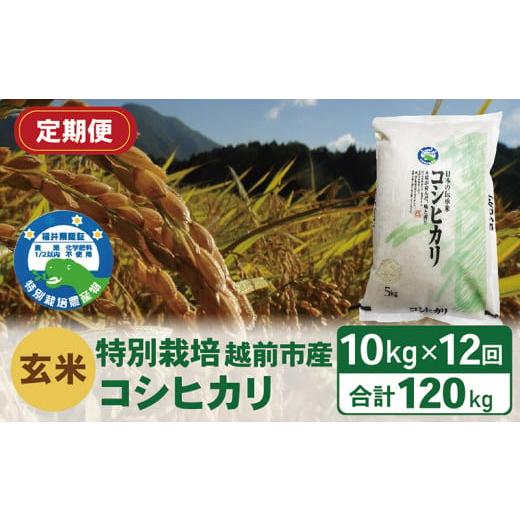 ふるさと納税 福井県 越前市 （令和5年度新米 玄米）特別栽培 越前市産コシヒカリ  10kg×12回