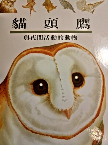 貓頭鷹[二手書_良好]