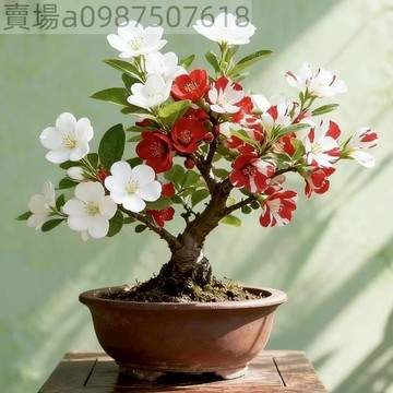 現貨 新品海棠（50粒）四季海棠長壽冠海棠花綠寶石 耐寒抗凍 庭院盆栽室內外 四季種植 濃香花卉 超長花期