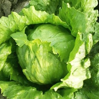 🥬（福山萵苣種子）今年新種子 生菜種子 四季蔬菜種子 撒下就活 田園盆栽懶人蔬菜種子