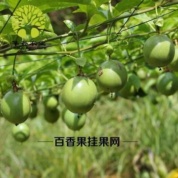 藤蔓花卉黃瓜家庭園藝種植物豆角瓜果百香果攀爬搭架網尼龍爬藤網