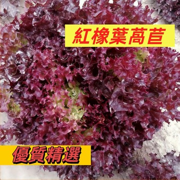 【免煮沙拉葉】紅橡葉萵苣種子｜生菜界紅寶石 陽台30天速成｜免農藥現採現吃 清脆回甘｜台灣氣候好種 食用蔬菜種子