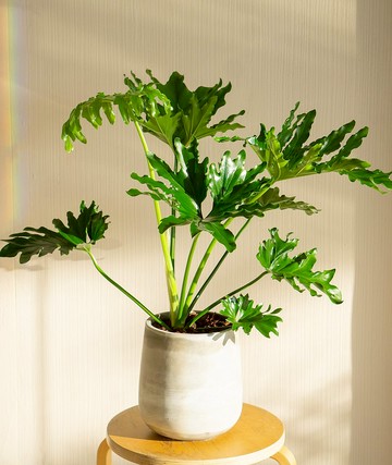 小天使蔓綠絨落地盆栽 人氣網美觀葉植物 居家辦公室擺飾