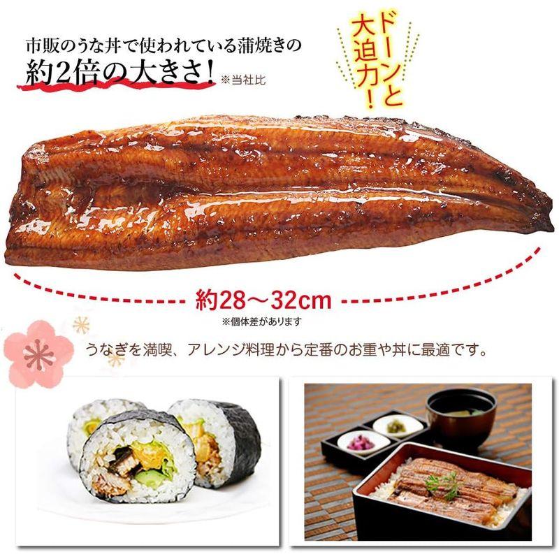 国産 うなぎの蒲焼き 超特大270ｇ 1尾 ギフトBOX仕様（土用丑の日）