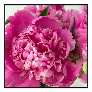 Boluo 菠蘿選畫所 嫣紅奼紫 牡丹 I BFFB6663B 60 x 60cm 畫框  黑色