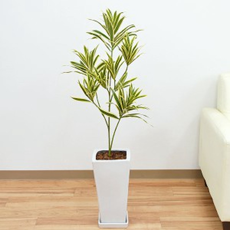 送料無料 人工観葉植物 ドラセナ ソングオブインディア スクエア陶器鉢 光触媒加工 造花 インテリア フェイク 人気 お祝い 通販 Lineポイント最大1 0 Get Lineショッピング