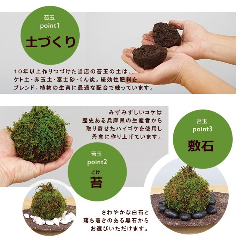 現在花なし 苔玉 盆栽 送料無料 白長寿梅 白花 ちょうじゅばい 苔玉 黒備前小器セット チョウジュバイ ちょうじゅばい LINEショッピング